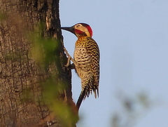 Colaptes melanochloros