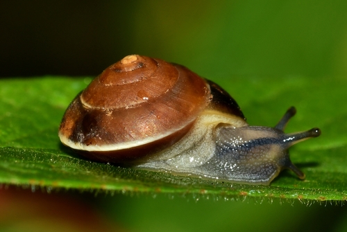 Girdled Snail