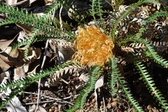 Banksia nivea