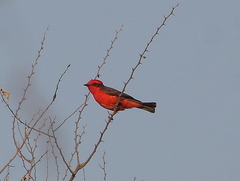 Pyrocephalus rubinus