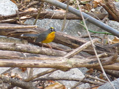 Basileuterus lachrymosus