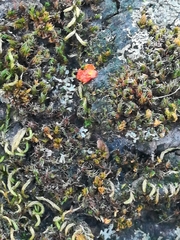 Syntrichia laevipila