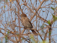 Knipolegus striaticeps