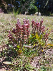 Lachenalia variegata