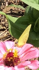Phoebis sennae