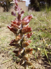 Lachenalia variegata