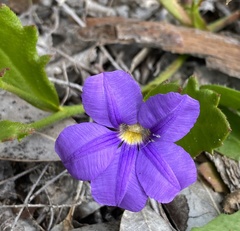 Scaevola calliptera