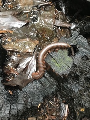 Narceus americanus
