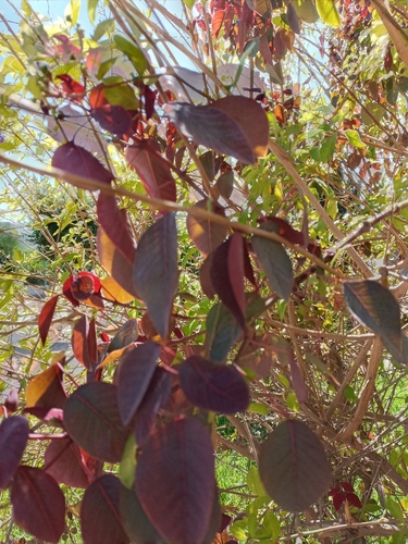 Euphorbia cotinifolia image