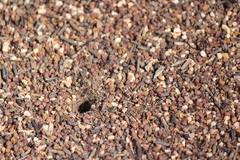 Iridomyrmex purpureus