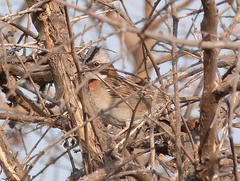 Zonotrichia capensis