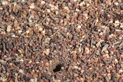 Iridomyrmex purpureus