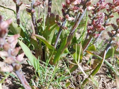 Lachenalia variegata