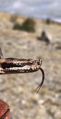 Vipera latastei