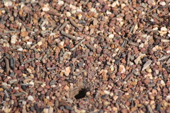 Iridomyrmex purpureus