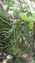 Taeniophyllum marianense