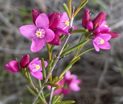 Boronia nematophylla