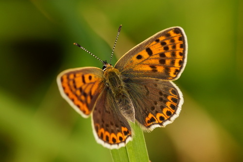 Sooty Copper, Ede, Gelderland, Netherlands, photo 4 of 10