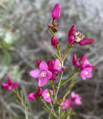 Boronia nematophylla