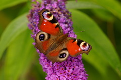 Aglais io