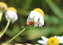 Lygistopterus sanguineus