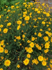 Osteospermum imbricatum