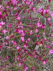 Boronia nematophylla
