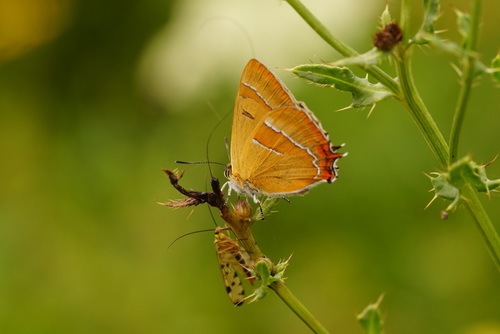 Brown Hairstreak, Cuijk, Noord-Brabant, Netherlands, photo 10 of 10