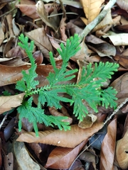Selaginella delicatula