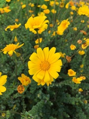 Osteospermum imbricatum
