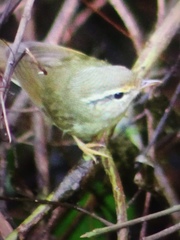 Phylloscopus fuscatus