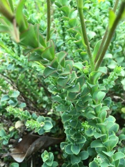 Osteospermum imbricatum