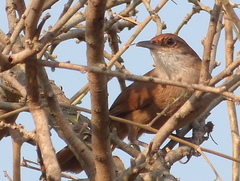 Tarphonomus certhioides