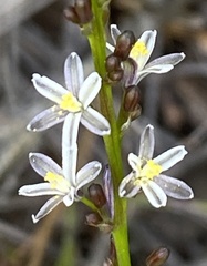 Caesia micrantha