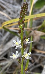Caesia micrantha