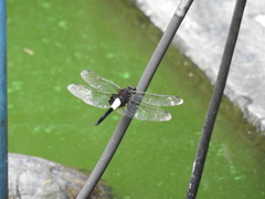 Pseudothemis zonata
