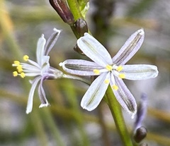 Caesia micrantha