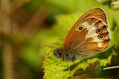 Coenonympha arcania