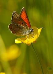 Lycaena hippothoe