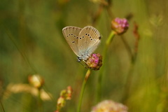 Cyaniris semiargus