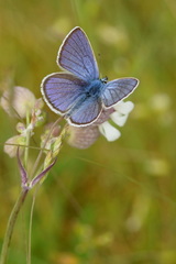 Cyaniris semiargus