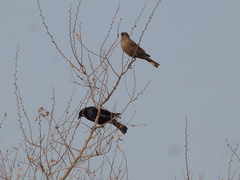 Molothrus bonariensis