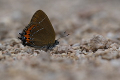 Satyrium pruni