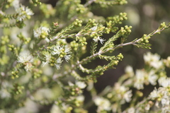 Melaleuca halmaturorum