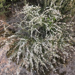 Micromyrtus sessilis