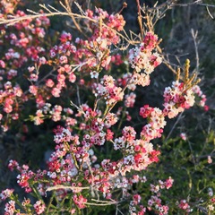 Micromyrtus sessilis