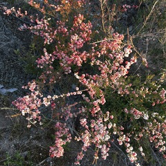 Micromyrtus sessilis