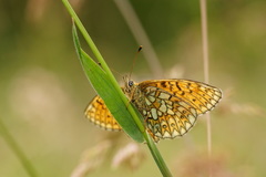 Boloria eunomia