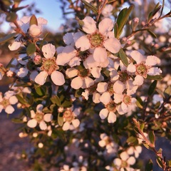Leptospermum microcarpum