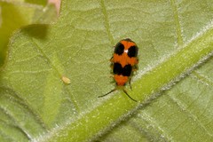 Aulacophora hilaris
